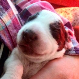 German Shorthaired Pointer Puppies from Redrock German Shorthaired Pointers