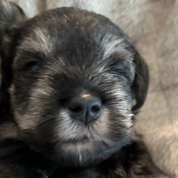 Miniature Schnauzer Puppies from Aurora Miniature Schnauzers