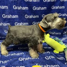 Orange Collar - Salt and pepper male Miniature Schnauzer puppy in Comer, Georgia from Water Oak Farm