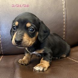 CKC Betty - Black and tan female Dachshund puppy in Joshua Tree, California from Desert Dreams Ranch