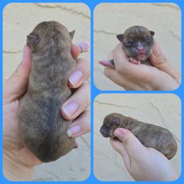 Brindle - Fawn brindled black male Chihuahua puppy in Vineland, New Jersey from Royal Companion's