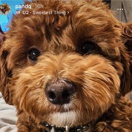 Goldendoodle All Grown Up from Griffitts Doodles