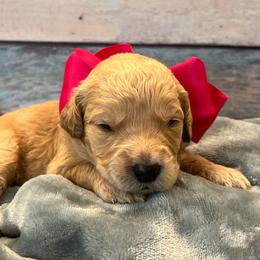 Paisley - Cream female Goldendoodle puppy in The Woodlands, Texas from Gracie's Goldendoodles and Bernedoodles