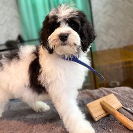 Brûlée - In Training - Tri-color male Bernedoodle puppy in Youngstown, Florida from Wonderland’s Boujie Kennels