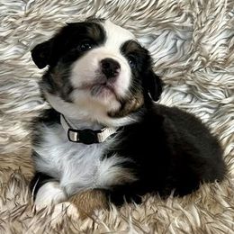 Aussiedoodles and Australian Shepherds from Firefly Horse Co