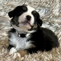 Aussiedoodles and Australian Shepherds from Firefly Horse Co