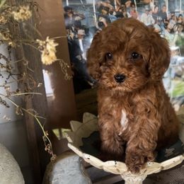 Boy 3 - Red male Cavapoo puppy in Kirksville, Missouri from Show Me Poodles Doodles and Cavaliers