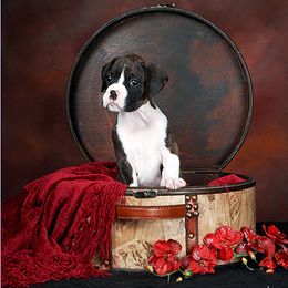 Boxer Puppies from Ripn T Boxers