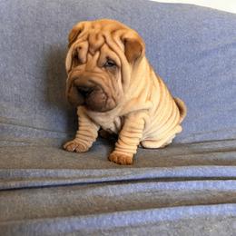 Tank - Fawn male Chinese Shar-Pei puppy in Basehor, Kansas from Good Fortune Shar Pei
