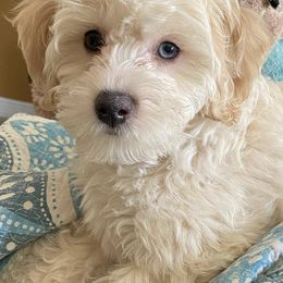 Cockapoos from Puppie Poos 4 U