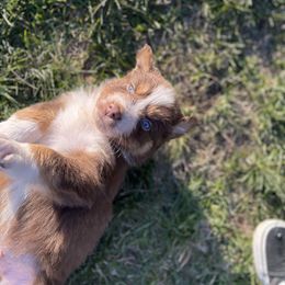 Australian Shepherd Puppies from Quiet Cove Kennels