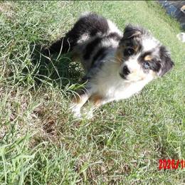 Kenny - Blue merle male Miniature Australian Shepherd puppy in Elkhart, Texas from Donaldson Dogz
