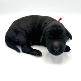 Dryad - Black female Goldendoodle puppy in Mount Pleasant, Tennessee from Doodle My Heart
