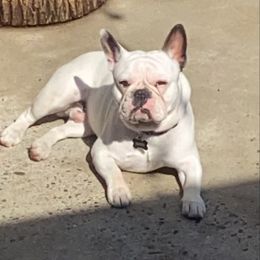 French Bulldog All Grown Up from Queens of The South Frenchies