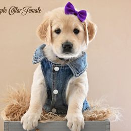Golden Retriever Puppies from T Rose Golden Co.