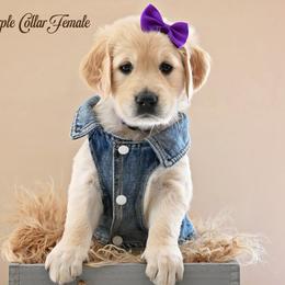 Golden Retriever Puppies from T Rose Golden Co.