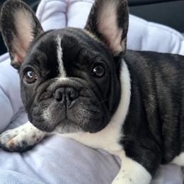 Cash - Brindle and white male French Bulldog puppy in Ashland, Ohio from HazyDayFrenchies