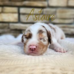 Astaire - The Leading Man - Red merle male Australian Shepherd puppy in Pittsville, Wisconsin from Match Dot Pup