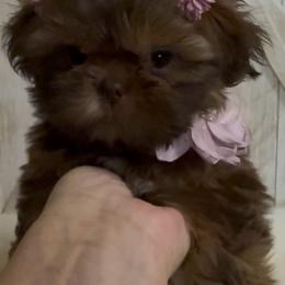 Bijou - Chocolate and tan female Shih Tzu puppy in Glens Falls, New York from Shih Tzus N Giggles