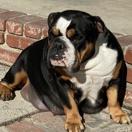 Mavis - Bulldog