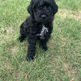 Goldendoodle puppies from Heritage Doodle Company