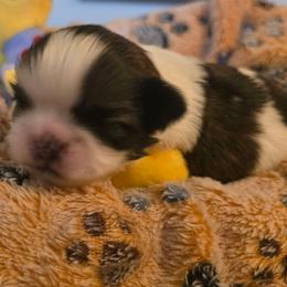 Whitney - Brindle and white female Shih Tzu puppy in Augusta, Georgia from Floofah la Woofah