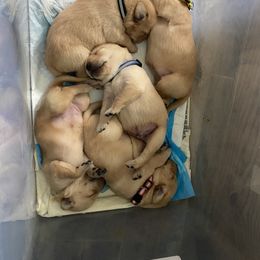 Labrador Retriever Puppies from Daisy Hill Farm