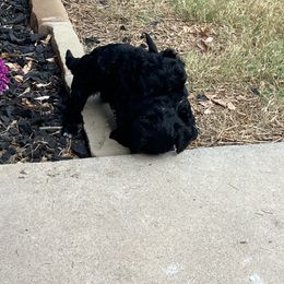 Cavapoo and Shihpoo Puppies from Haus of Doodles