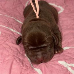 Peach - Chocolate female Labrador Retriever puppy in Elloree, South Carolina from Moonlight Kennels LLC