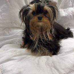 Yorkshire Terrier Puppies from 🎀 Yorkies Boutique Babydolls 🎀