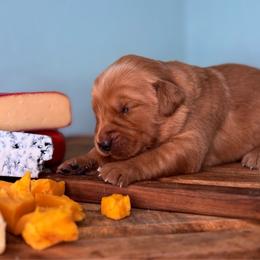 Brie - Dark golden female Golden Retriever puppy in Eustis, Florida from Earley Goldens