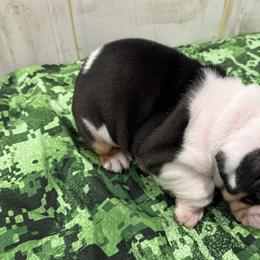 Bulldog Puppies from Bulldog's 4 Brothers