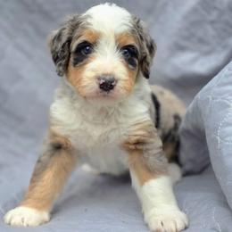 Cal - Merle male Bernedoodle puppy in Shelton, Washington from NW Bernedoodles of Washington