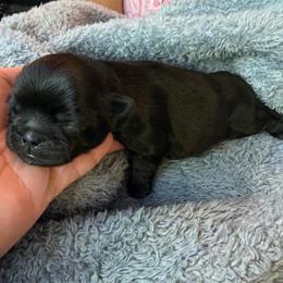 Black - Black female Shih Tzu puppy in Citrus Heights, California from The Lion dog Shih Tzu