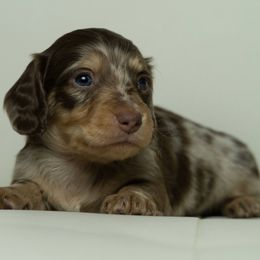 Boy 1 - Dapple male Dachshund puppy in Memphis, Tennessee from Lone River Dachshunds
