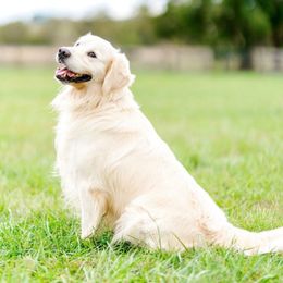 Finn - Golden Retriever