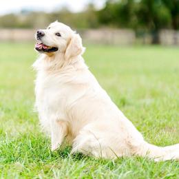 Finn - Golden Retriever