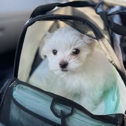 "Ghost " Maltese Puppies from Genice’s Small Wonders