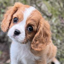 NALA - Blenheim Cavalier King Charles Spaniel puppy in Awendaw, South Carolina from Just A Little Cavalier