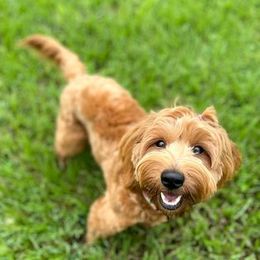 Double Doodle and Goldendoodle Puppies from My Favorite Doodle