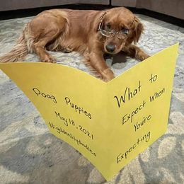 Goldendoodles from Golden Lily Doodles