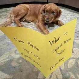 Goldendoodles from Golden Lily Doodles