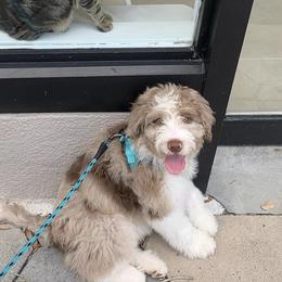 Aussiedoodle and Bernedoodle Puppies from Little Golden Farm