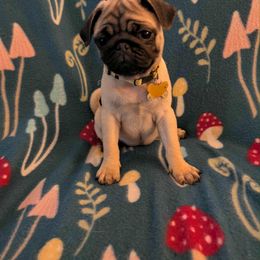 Pug Puppies from Lisa's Pugalicious Pugs