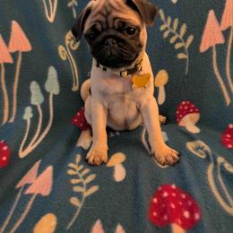 Pug Puppies from Lisa's Pugalicious Pugs