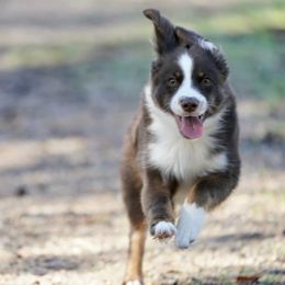 Australian Shepherd and Miniature Australian Shepherd Puppies from Integrity Aussies Tx