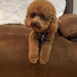 Filibert - Poodle