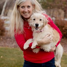 Ana - Goldendoodle