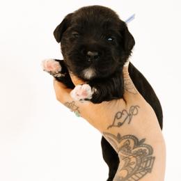 Clue - Black male Australian Labradoodle puppy in Valley Springs, California from Blue Denim Doodles