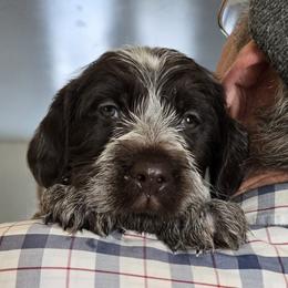 Wirehaired Pointing Griffon Puppies from Eyrie Kennels